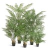 Пальма Арека Форест 200 см (34 ветки) 1/1