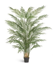 Пальма Арека Форест 200 см (34 ветки) 1/1