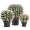 Кактус Баррель в-27, д-20 см 4/8