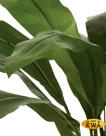 Кордилина Фрутикоза в-210 см 2/2