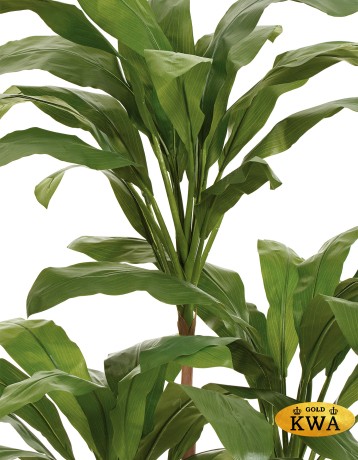 Кордилина Фрутикоза в-210 см 2/2