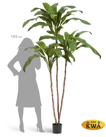 Кордилина Фрутикоза в-210 см 2/2