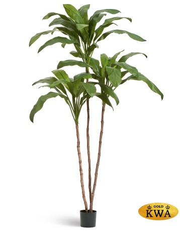 Кордилина Фрутикоза в-210 см 2/2