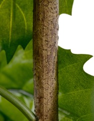 Тетрастигма ветвь де Люкс интерьерная в- 220 см 3/6