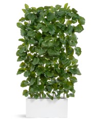 Тетрастигма ветвь де Люкс интерьерная в- 220 см 3/6