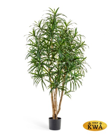 Драцена Анита 150 см 2/2