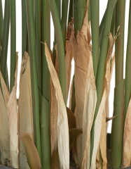 Пальма Арека Форест 140 см (18 веток) 1/1