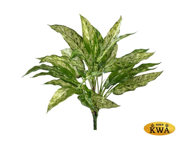 Аглаонема зелёно-жёлтая куст в-40 см  (30 листов) (Sensitive Botanic) 12/96