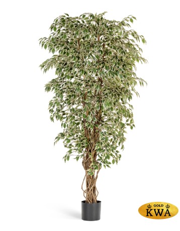 Гавайский фикус лиана пестр 210 см 2/2