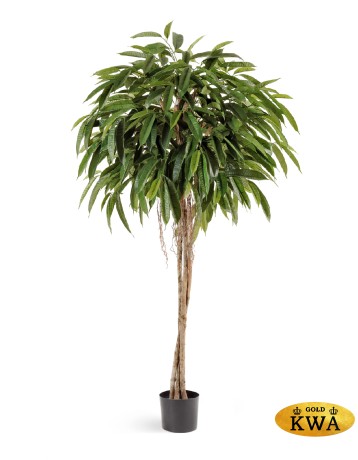 Лонгифолия зонтичная широколистная 180 см 2/2