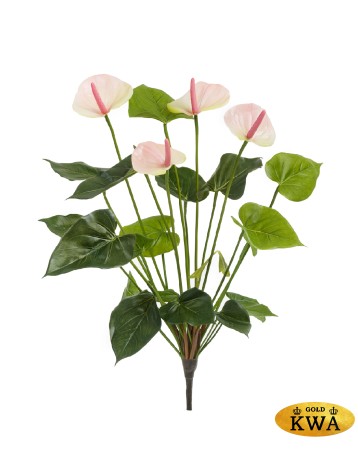 Антуриум куст де люкс крем-нежно-розово-лаймовый в-45 см 4 цв 6/24