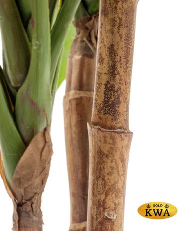 Кордилина зелёная крупнолистная на стволах в-100 см (4 ствола) 2/2
