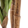 Кордилина зелёная крупнолистная на стволах в-100 см (4 ствола) 2/2