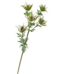 Эрингиум Гигант дымчато-фиолетово-зелёный в-75 см 12/48