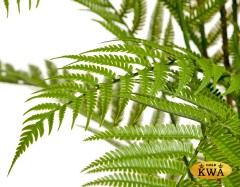 Папоротник Форест древовидный (пластик) в-160 см
