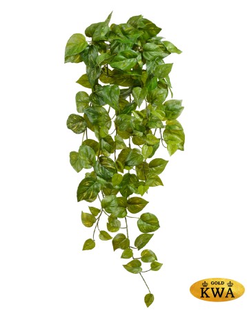 Потос Ауреум ампельный большой (Sensitive Botanic) в-80 см