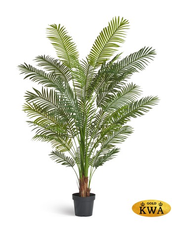 Пальма Арека Хризалидокарпус New в-180 см (Sensitive Botanic) 2/2