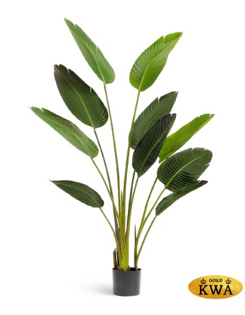 Стрелиция Style зелёная в-150 см 2/2