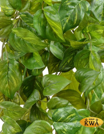 Потос Ауреум ампельный большой (Sensitive Botanic) в-55 см