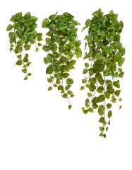 Потос Ауреум ампельный большой (Sensitive Botanic) в-55 см