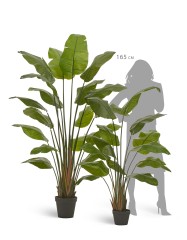 Стрелиция Traveller зелёная в-150 см (13 листов) 1/1