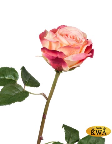 Роза Верди нежно-персиковая с малиновым в-58 см бутон в-7,д-10 см 12/72