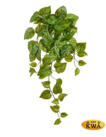 Потос Ауреум ампельный малый (Sensitive Botanic) в-45 см