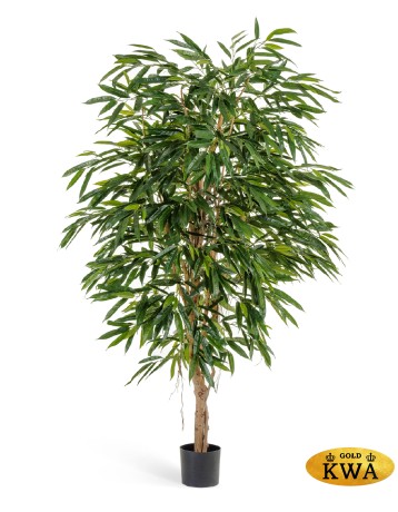 Лонгифолия Роял 180 см 2/2