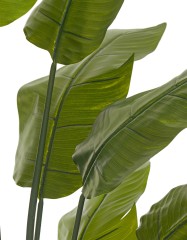 Стрелиция Traveller зелёная в-180 см (18 листов) 1/1