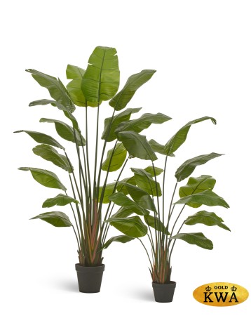 Стрелиция Traveller зелёная в-180 см (18 листов) 1/1