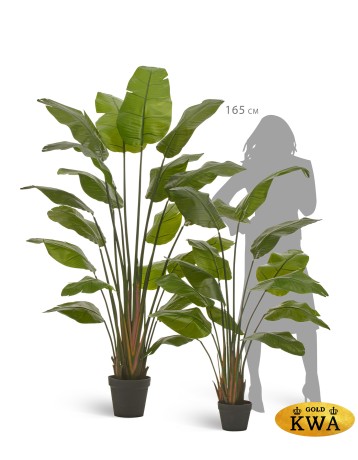 Стрелиция Traveller зелёная в-180 см (18 листов) 1/1