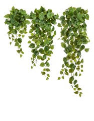 Филодендрон Сканденс ампельный большой (Sensitive Botanic) в-80 см