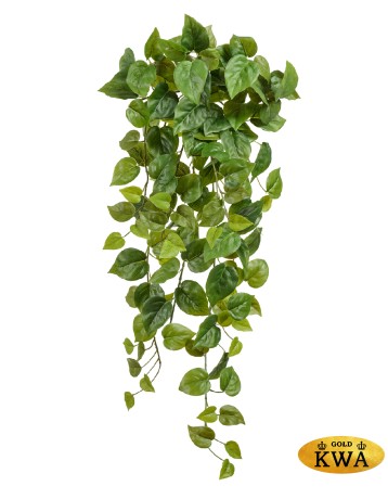 Филодендрон Сканденс ампельный большой (Sensitive Botanic) в-80 см