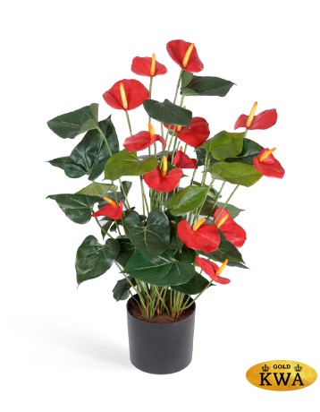 Антуриум Де Люкс большой куст красный в-75 см в горшке 2/2