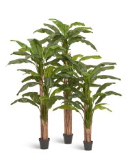 Банановое дерево в-210 см (20 листов и 3 ствола) (Sensitive Botanic) 1/1