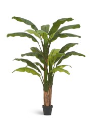 Банановое дерево в-210 см (20 листов и 3 ствола) (Sensitive Botanic) 1/1