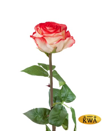 Роза Соло Нью большая кремовая с розовым в-72 см, бутон в-7, д-10 см12/48