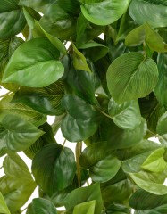 Филодендрон Сканденс ампельный средний (Sensitive Botanic) в-55 см