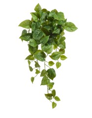 Филодендрон Сканденс ампельный средний (Sensitive Botanic) в-55 см