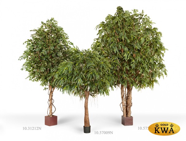 Лонгифолия Роял Кабана на толстом стволе в-270 см (сборная) 1/1