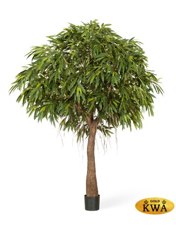 Лонгифолия Роял Кабана на толстом стволе в-270 см (сборная) 1/1