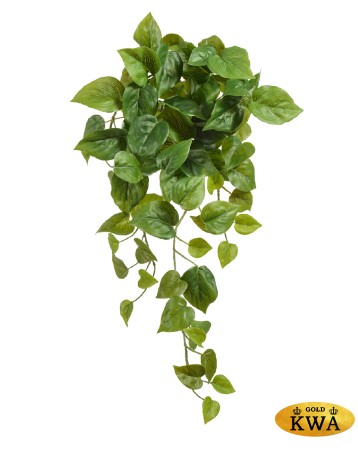 Филодендрон Сканденс ампельный малый (Sensitive Botanic) в-45 см