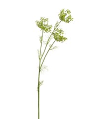 Анна Королевская ветвь светло-зелёная бутоны (3 соцветия) в-82 см 12/96