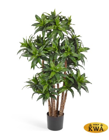 Драцена Компакта в-120 см 2/2