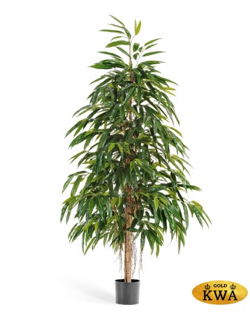 Лонгифолия Роял Нэйчерел 150 см 2/2