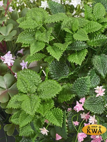 Цветущее разнотравье куст в-50 см, д-55 см 2/2