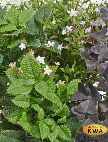 Цветущее разнотравье куст в-50 см, д-55 см 2/2