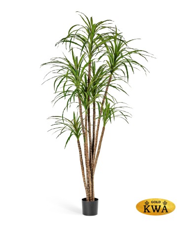 Драцена Маргината 120 см 5 стволов 2/2