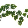 Монстера лиана дл-240 см 15 листов (Sensitive Botanic) 6/24