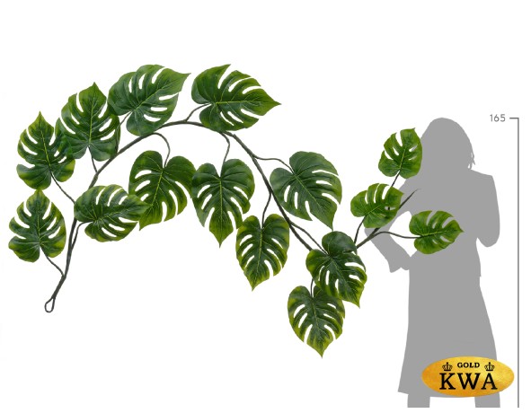 Монстера лиана дл-240 см 15 листов (Sensitive Botanic) 6/24